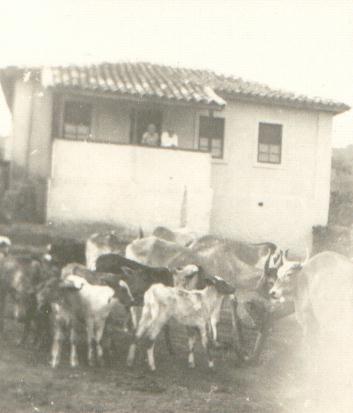 Nascimento dos primeiros animais "crioulos" da fazenda.