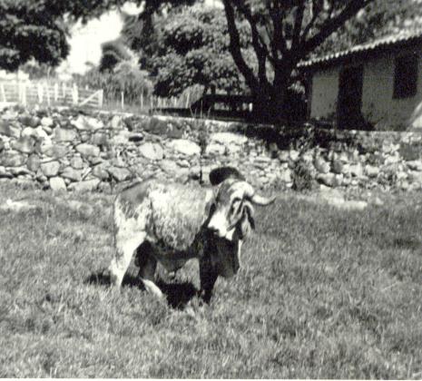 TOURINHO DA RA�A GIR - N�RTICO