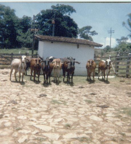 LOTE DE NOVILHAS 1/4 INICIALMENTE CONTROLADAS