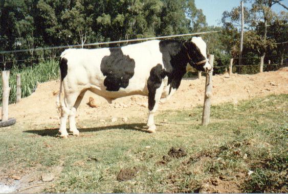 TOURO DIVINO HPB P.O.