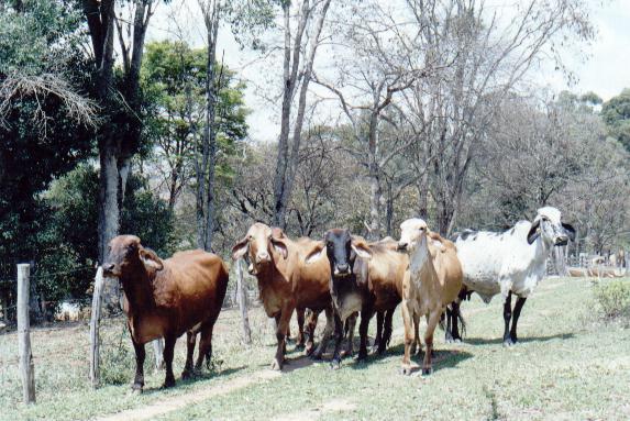 Lote de matrizes  HPB e  GIR e BMB Banco de Imagens
