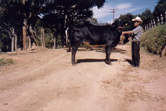 Holanda Twist do Morro 5/8 bi-mestia, campe bezerra snior na estadual de BH 2000