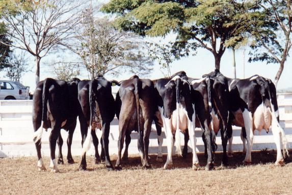 Lote de matrizes 5/8