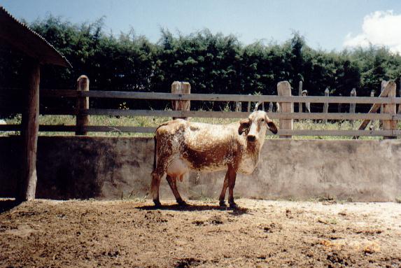 Bela Vista � -4000 Kg de leite em regime extensivo.