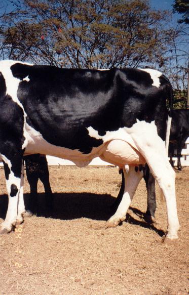 Detalhe do �bere de GAZELA BGZ