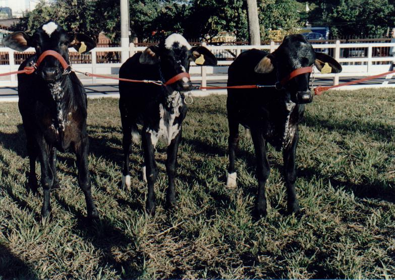 CONJUNTO CAMPE�O PROG�NIE DE PAI na exposi��o estadual de BH 2002