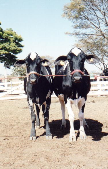 CONJUNTO CAMPE�O PROG�NIE DE M�E na I Expominas Leite