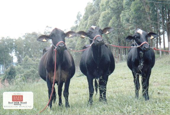 CONJUNTO CAMPE�O PROG�NIE DE M�E na Exposi��o Estadual de BH 2002 e na II Especializada do Girolando 5/8 de Oliveira 2002