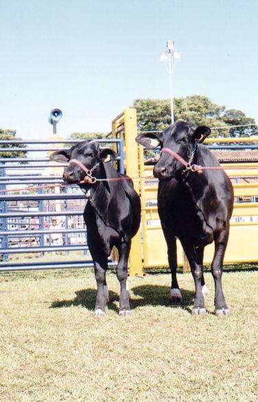 CONJUNTO CLASSIFICADO COMO TERCEIRA MELHOR PROG�NIE DE M�E na Exposi��o Nacional de Girolando, em Uberaba, em 1999