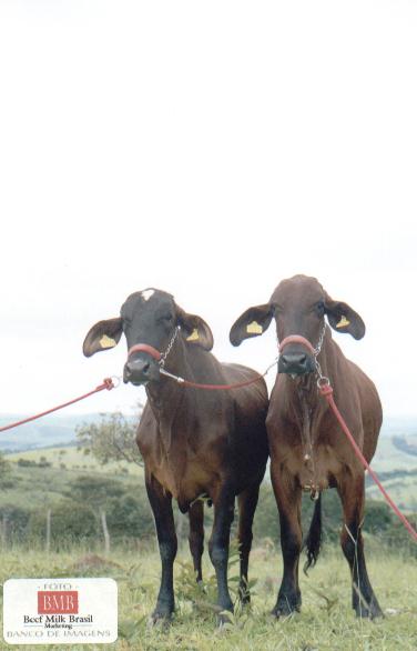 Juventude e Jangada matrizes do futuro